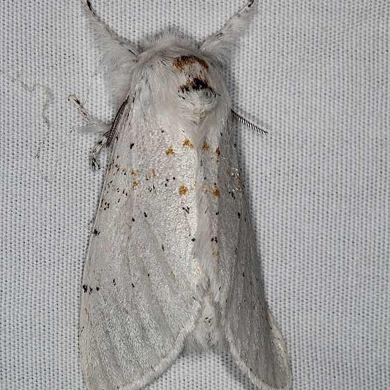 7938 Furcula nivea Moab RV Resort Moab Utah 6-4-17 (34)_opt