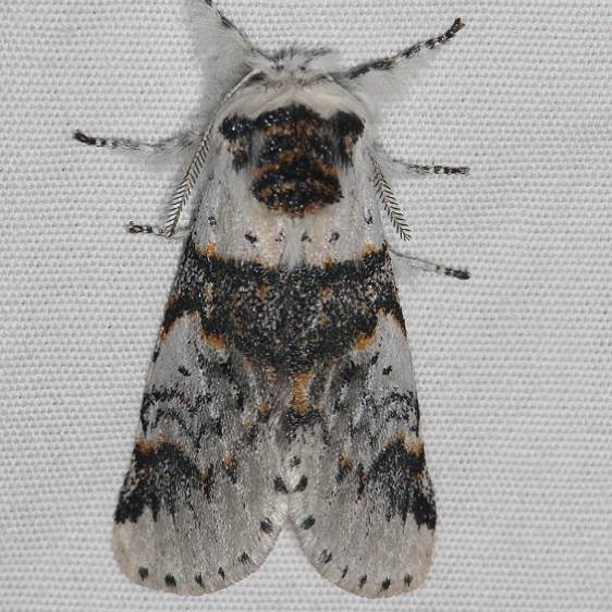7939 Western Furcula Moth Golden Gate St Pk Colorado 6-26-17 (15)_opt
