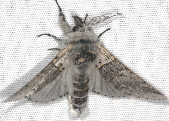 7939.1-Furcula-furcula-Goose-Bay-Camp-Lac-Seul-Canada-7-27-221