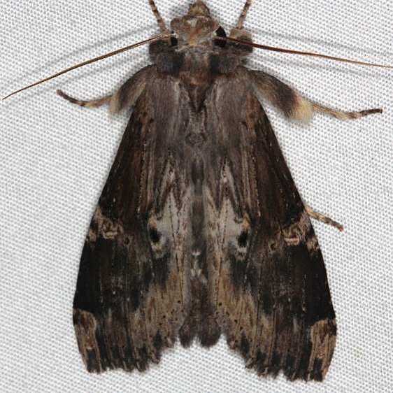 7947 Nystalea eutalanta Pineland Everglades Fl 2-26-15