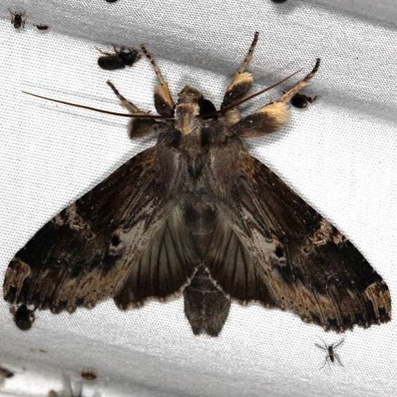 7947 Nystalea eutalanta Pineland Everglades Fl 2-26-15