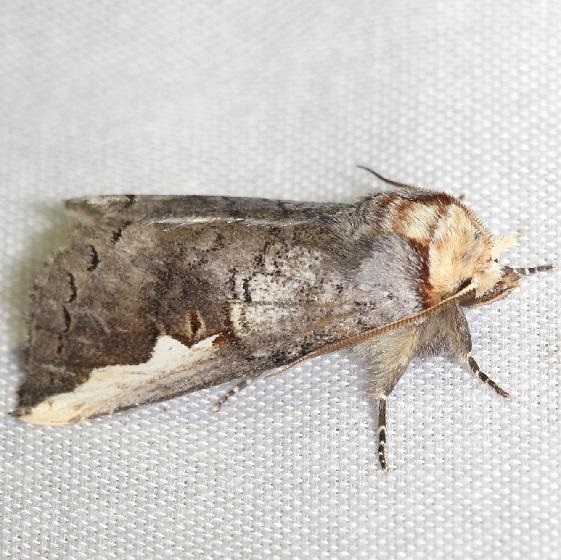 7951 White Headed Prominent Moth Thunder Lake Mich 6-23-12