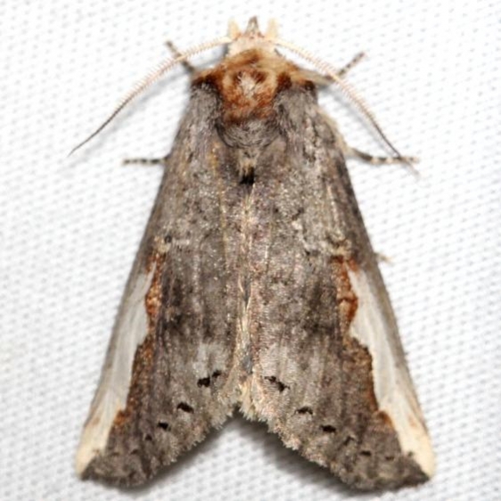 7951 White Headed Prominent Moth Thunder Lake Mich 6-23-12