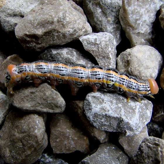 7952 Red-humped Oakworm Christmas Rock State Nat Pres Oh 9-21-09