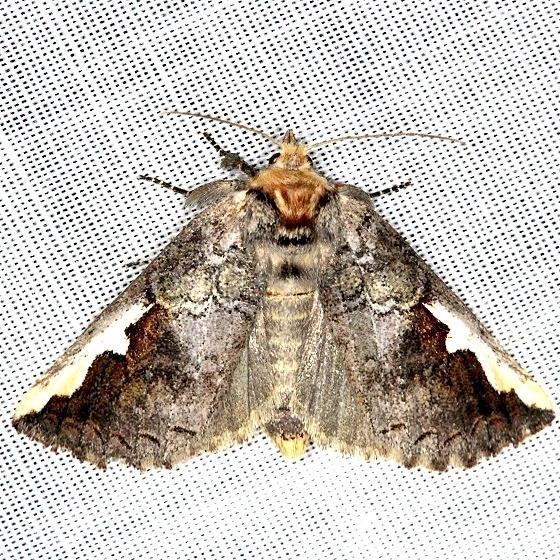 7952 Red-humped Oakworm Moth Thunder Lake Mich 6-21-13