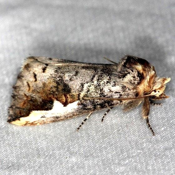 7952 Red-humped Oakworm Moth Thunder Lake Mich 6-21-13