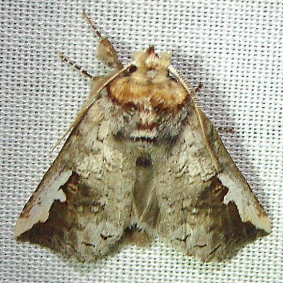 7953 Orange-humped Mapleworm Moth Gold Head Branch St Pk 2-16-12