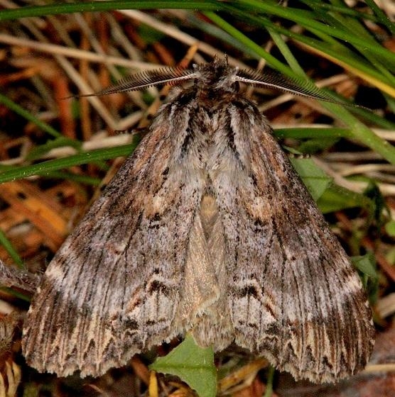 7957 Black-spotted Prominent Moth Thunder Lake Mich 6-21-13