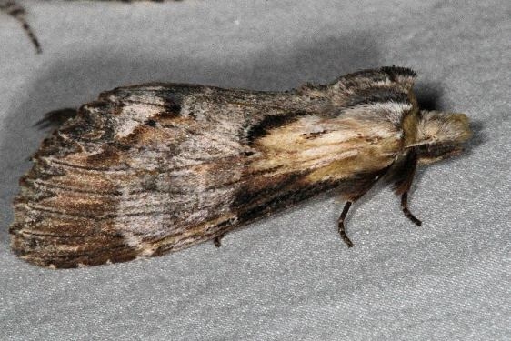7957 Black-spotted Prominent Moth Thunder Lake UP Mich 6-20-15
