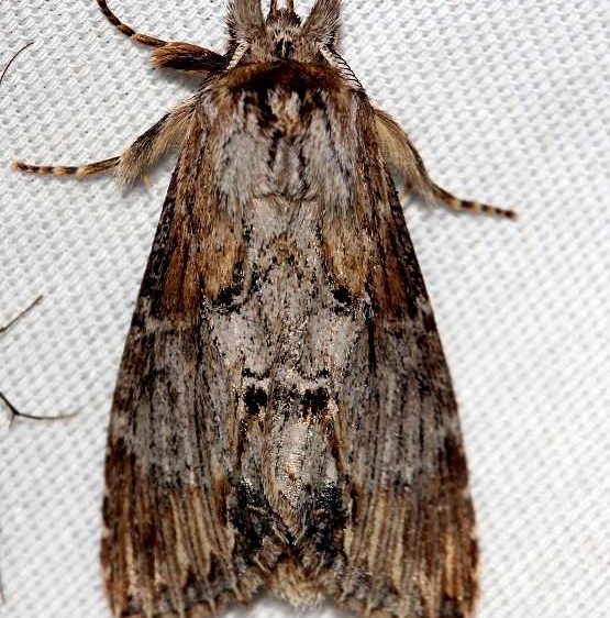 7957 Black-spotted Prominent Moth Thunder Lake UP Mich 6-24-12