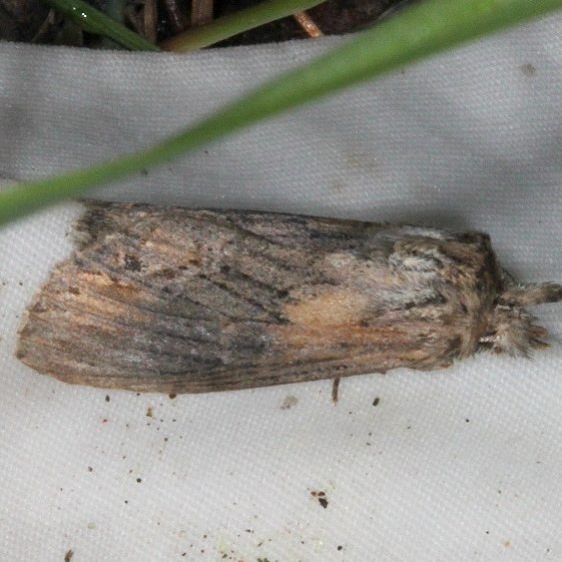 7958 Gray-patched Prominent Moth Thunder Lake UP Mich 6-24-15