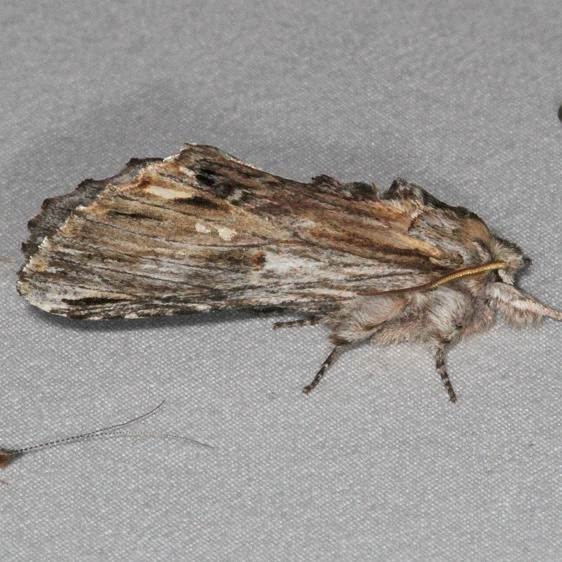 7958 Gray-patched Prominent Moth worn Copperhead Firetower Shawnee St Forest 6-13-15