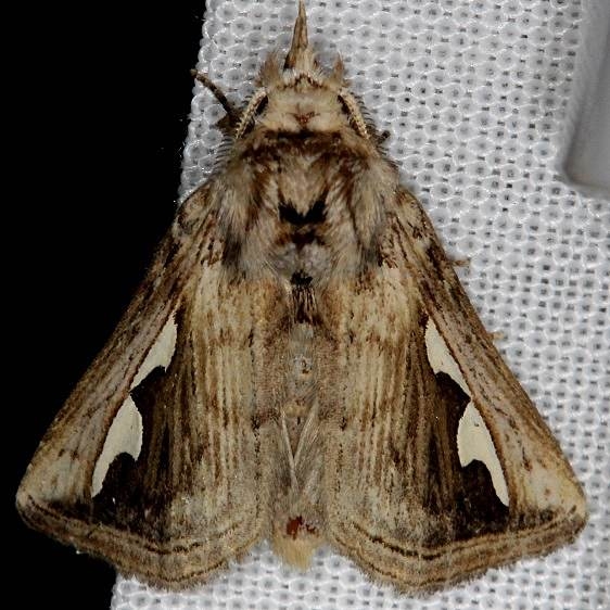7961 Didugua argentilinea NABA Gardens Texas 11-3-13