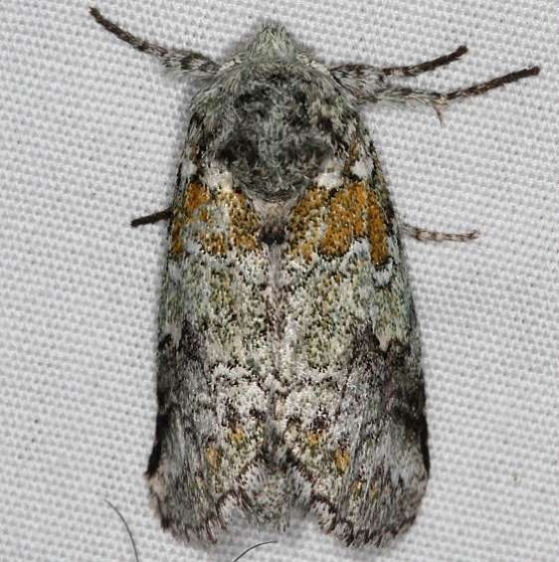 7968 Litodonta hydromeli Campsite 119 Falcon St Pk 10-22-16 (1)_opt