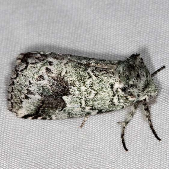 7968 Litodonta hydromeli Campsite 119 Falcon St Pk 10-22-16 (2)_opt