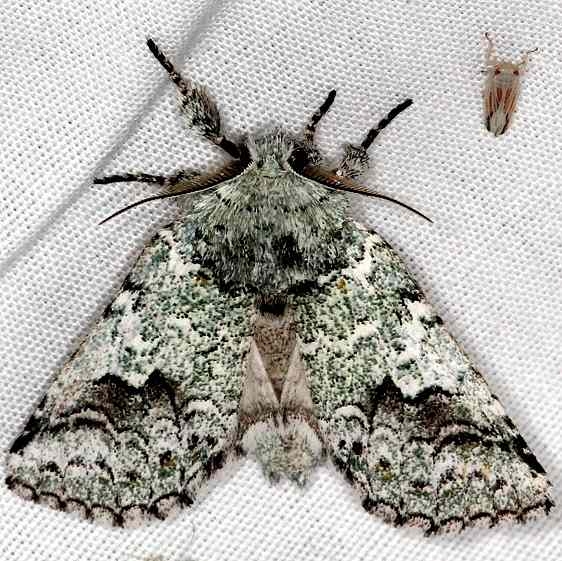 7968 Litodonta hydromeli Campsite 119 Falcon St Pk 10-22-16 (3)_opt