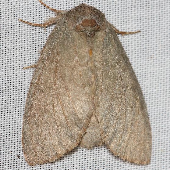7974 Drab Prominent Moth yard 5-26-12