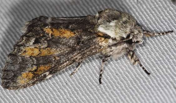 7975 Mottled Prominent Moth BG Lake of the Woods Ontario 7-20-16 (182a)_opt