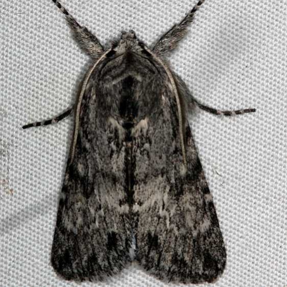 7975 Mottled Prominent Moth Campsite 119 Falcon St Pk Texas 10-24-16_opt