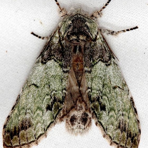 7975 Mottled Prominent Moth Little Talbot Island St Pk 2-21-13