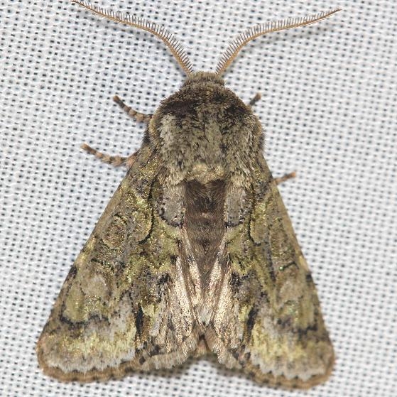 7975 Mottled Prominent Moth Little Talbot Island St Pk 2-21-13