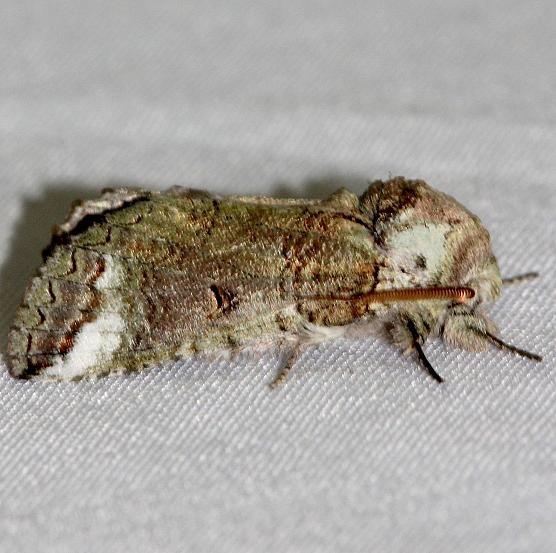 7975 Mottled Prominent Moth Little Talbot Island St Pk 2-21-13