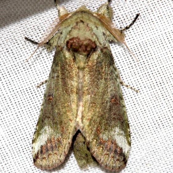 7977 Heterocampa astarte Lake Kissimmee St Pk Fl 2-28-13