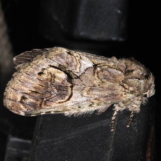 7984 Herterocampa cubana Collier Seminole St Pk 2-25-14
