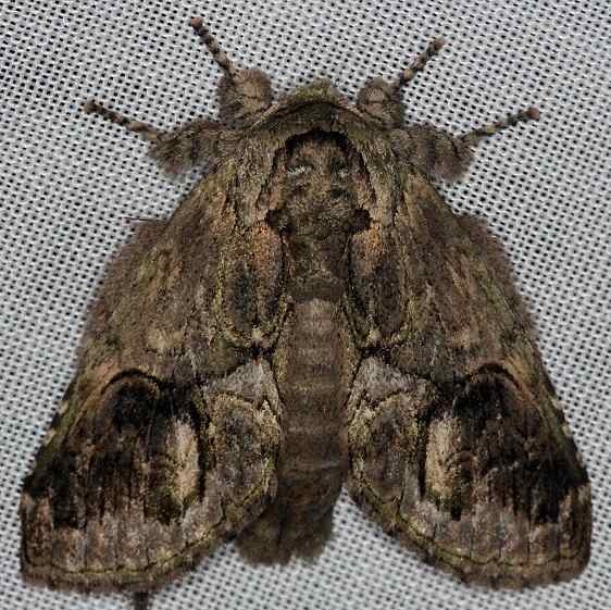 7984 Heterocampa cubana Collier Seminole St Pk 2-26-14