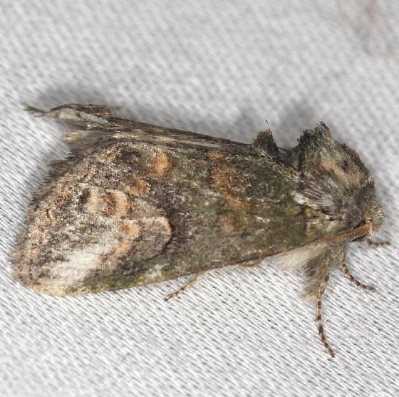 7985 Small Heterocampa Moth yard 6-11-13