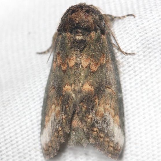7985 Small Heterocampa Moth yard 8-12-12