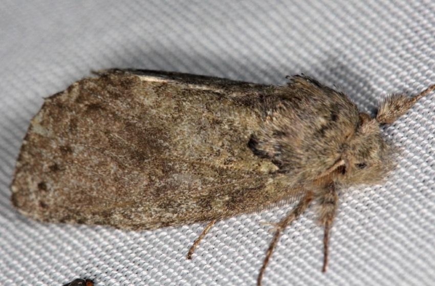 7990 White-blotched Heterocampa Moth Thunder Lake Mich UP 6-24-13