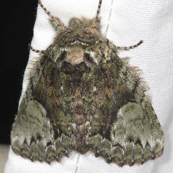 7990.1 Heterocampa pulverea-Shawnee-St Pk Cabin1 Oh 5-24-23