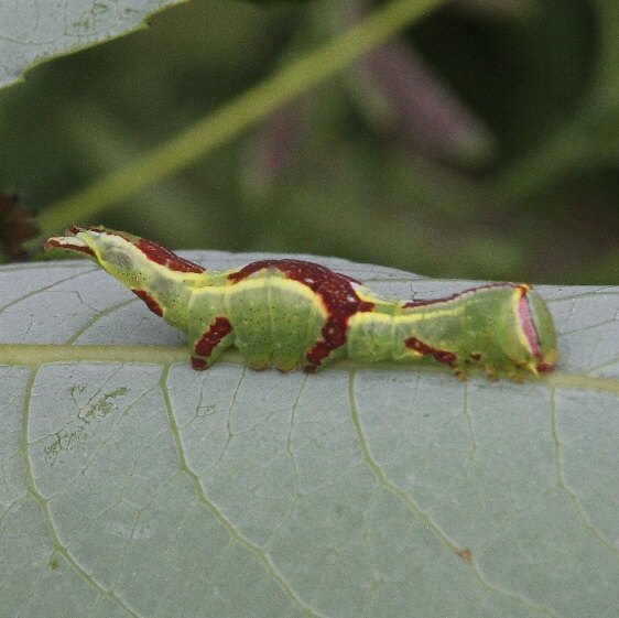 7994-Saddled-Prominent-Caterpillar-Goose-Bay-Camp-Lac-Seul-Canada-7-24-22