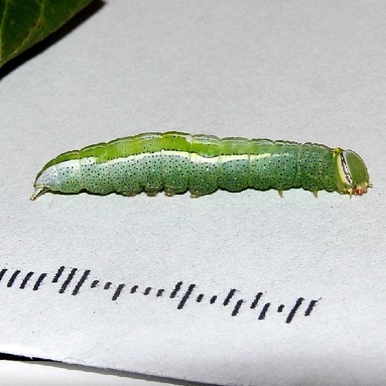 7994 Saddled Prominent Caterpillar Mothapalooza Shawnee St Forest Ohio 7-10-17 (2)_opt