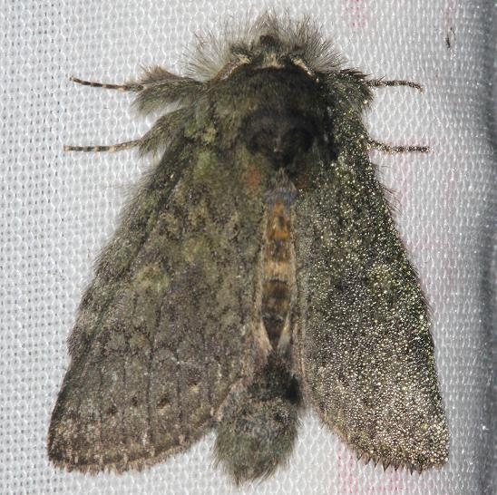 7994 Saddled Prominent Moth yard 7-28-13