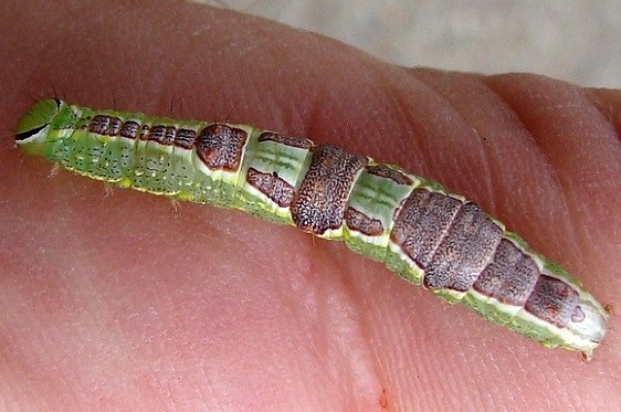 7998 Variable Oakleaf Caterpillar 7998 Wolfe Park Knox Co Oh 9-11-10