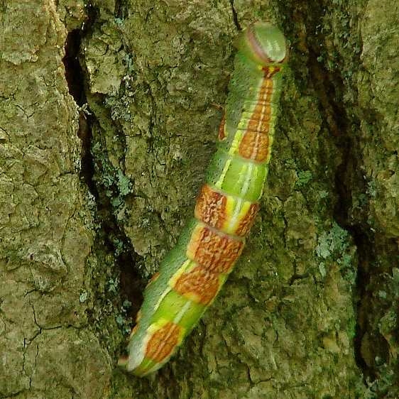 7998 Variable Oakleaf Caterpillar Roddy Cove 8-27-14
