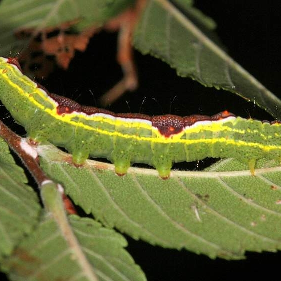 7998 Variable Oakleaf Caterpillar on Winged Elm leaf at campsite #67 Desoto St Pk Alabama 9-6-18 (42)_opt