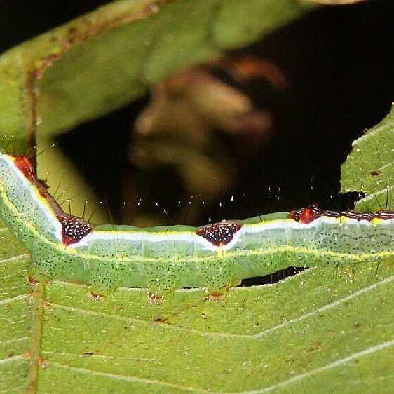 7998 Variable Oakleaf Caterpiller on Basswood Warriors Path St Pk Tenn 9-9-20