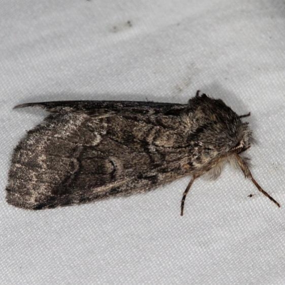 7999 Double-lined Prominent yard BG 7-4-16 (6a)_opt