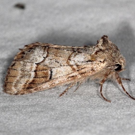 7999 Lochmaeus bilineata River Junction Withlacoochee St Forest Fl 2-23-17_opt