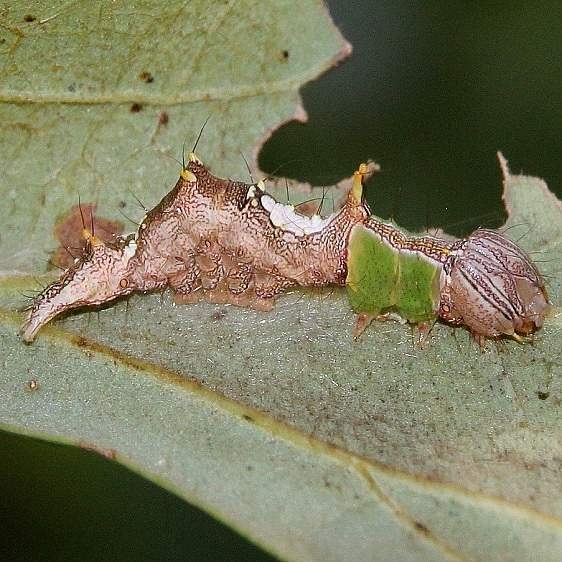 8005 Morning Glory Prominent Pickerington Ponds Metro Pk 8-22-16