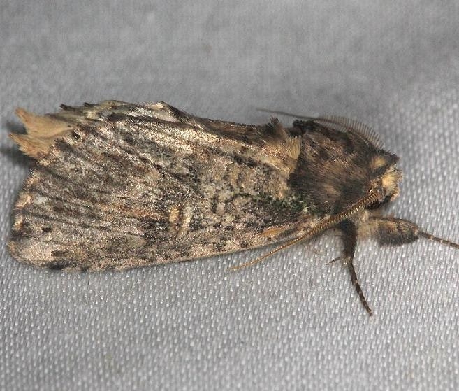 8005 Morning Glory prominent Moth yard 6-8-13