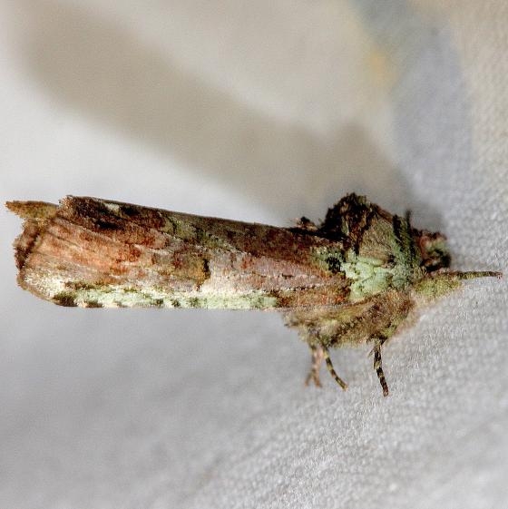 8007 Unicorn Caterpillar Moth Lake Kissimmee St Pk Fl 2-27-13