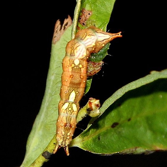 8007 Unicorn Caterpillar Prominent  Desoto State Park Alabama 9-9-18 (7)_opt