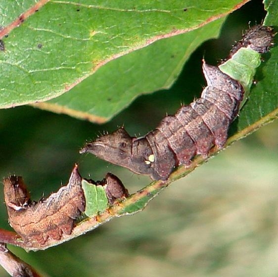 8007 Unicorn Caterpillar on persimmon yard 8-14-07