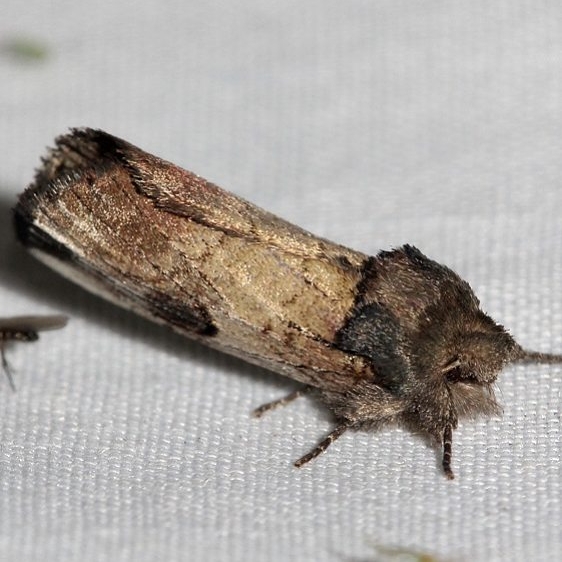 8011 Black-blotched Schizura Moth Thunder Lake UP Mich 6-23-12