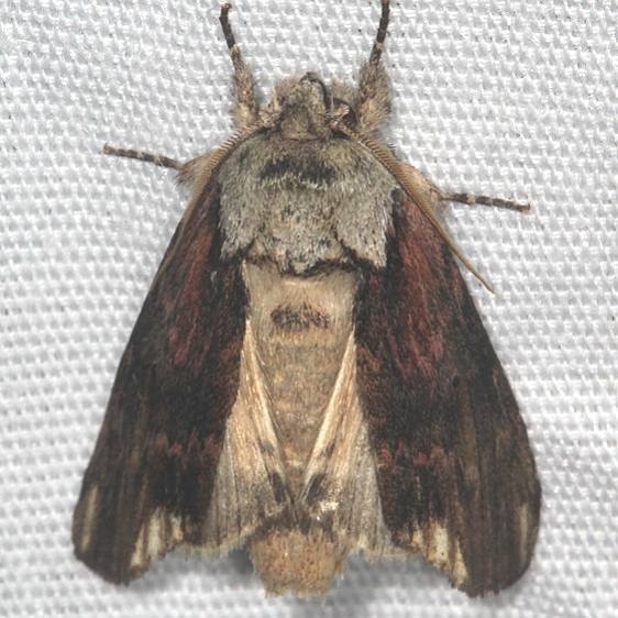 8012 Red-washed Prominent Moth Burr Oak Cove Wayne Natl Forest Oh 8-4-18 (49)_opt