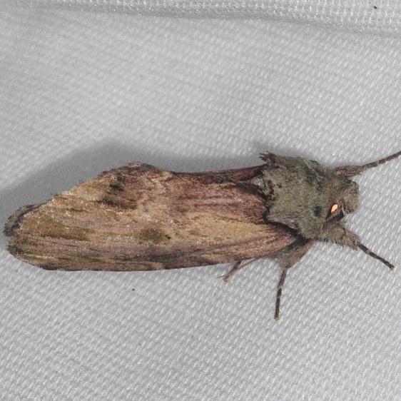 8012 Red-washed Prominent Moth Burr Oak Cove Wayne Natl Forest Oh 8-4-18 (57)_opt